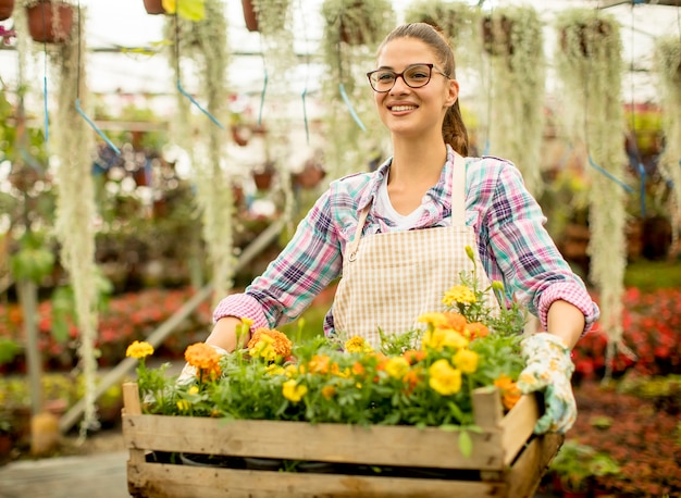 Die junge Frau, die voll eine hölzerne Kiste des Frühlinges hält, blüht im Gewächshaus