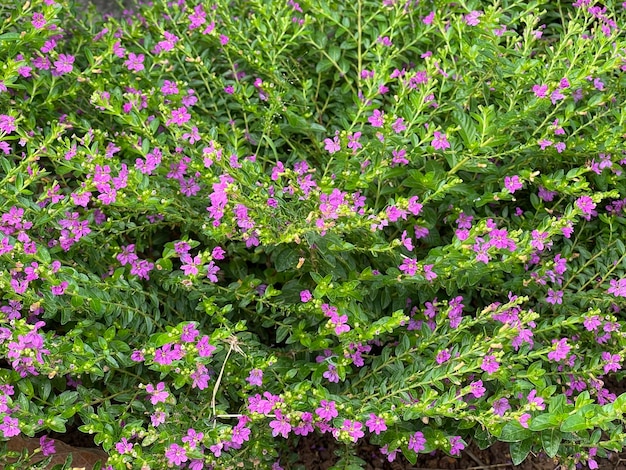 Die jungen Blüten der Bäume schmücken das Haus oder den Garten