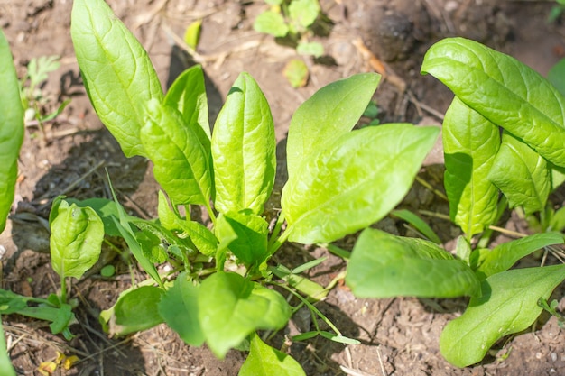 Die jungen grünen Blätter der Gartenspinatpflanze wachsen in den Beeten im Boden. Nützliches Vitamin-Gemüsegrün.