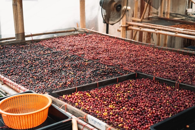 Die Kaffeekirschenbohnen trocknen im Gewächshaus