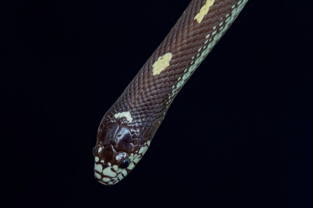 Die Kalifornische Königsnatter (Lampropeltis californiae) ist eine ungiftige Colubrid-Schlange, die im Westen der Vereinigten Staaten und im Norden Mexikos endemisch ist