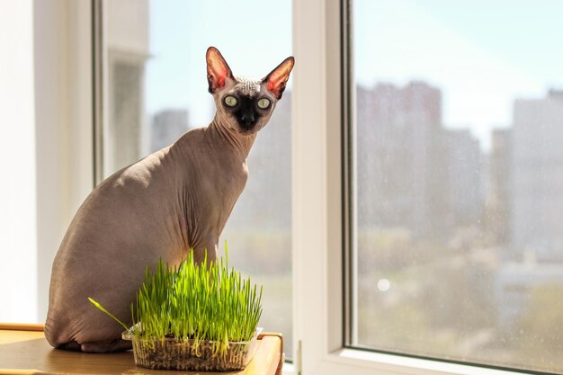 Die kanadische Sphynx-Katze frisst gekeimtes Weizengras für Tiere