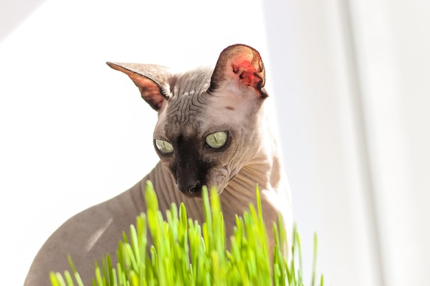 Die kanadische Sphynx-Katze frisst gekeimtes Weizengras für Tiere