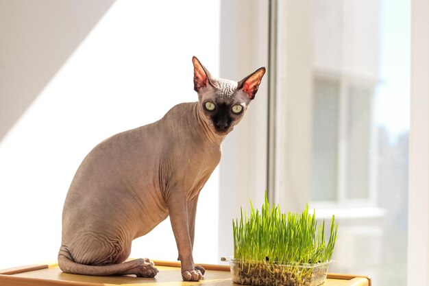 Die kanadische Sphynx-Katze frisst gekeimtes Weizengras für Tiere