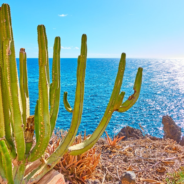 Die Kanarische Wolfsmilch (Euphorbia canariensis) an der Küste auf Teneriffa, Kanarische Inseln