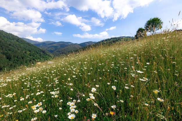 Die Karpaten im Sommer