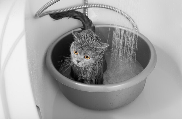 Die Katze baden