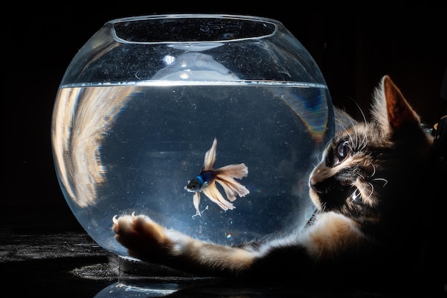 Die Katze beobachtet die Fische hinter dem Aquarium auf schwarzem Hintergrund.