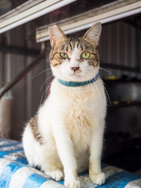 Die Katze, die auf dem Schaukasten im nassen Markt steht