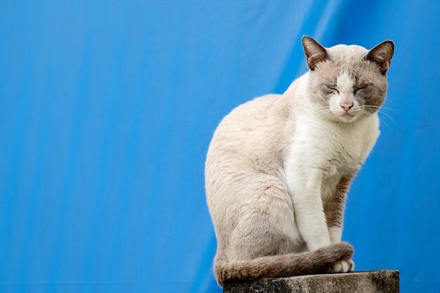 Die Katze, die auf dem Zaun des Hauses gegen blauen Segeltuchhintergrund sitzt