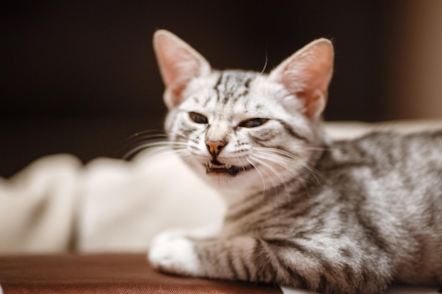 Die Katze, die auf Haus mit netter Hintergrundfarbe liegt Schlafende Katze im Haus auf einem hellen Hintergrund der Unschärfe Katzen ruhen nach dem Essen