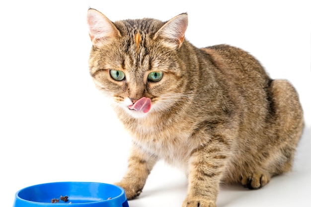 Die Katze frisst Nassfutter aus einer blauen Schüssel. Weißer Hintergrund.