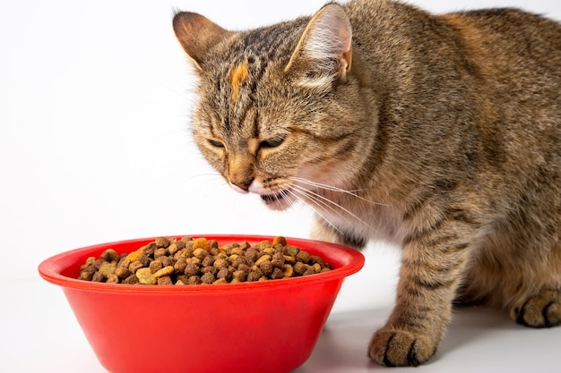 Die Katze frisst Trockenfutter aus einer roten Schale. Weißer Hintergrund.