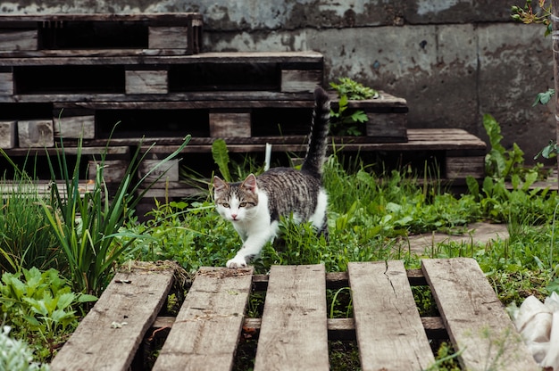 Die Katze geht den Weg im Hausgarten entlang