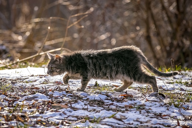 Die Katze geht vorsichtig über das schneebedeckte Gras im Garten