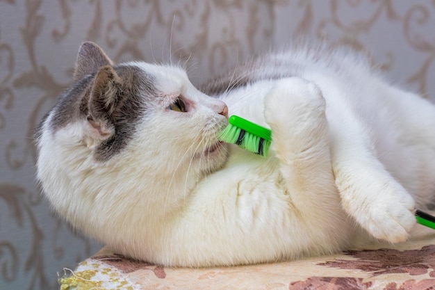 Die Katze hält eine Zahnbürste in den Pfoten. Zahnpflege