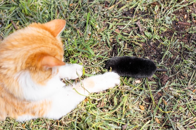 Die Katze hat einen Maulwurf im Garten gefangen und spielt damit im Garten.