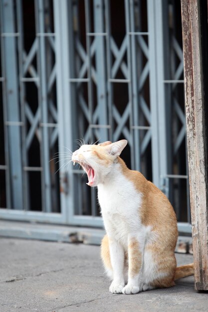 Die Katze hat sehr lange auf den Besitzer gewartet.