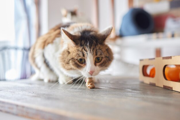 Die Katze hat zu viel gegessen.