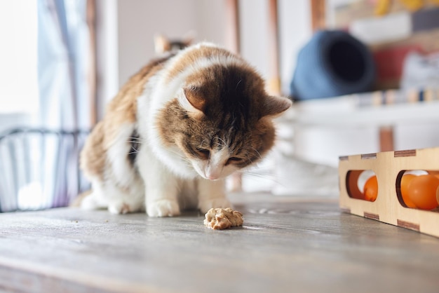 Die Katze hat zu viel gegessen.