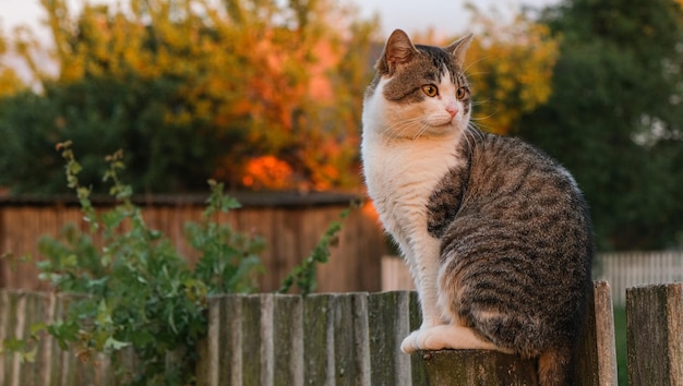 Die Katze im Dorf sitzt auf einer Stange