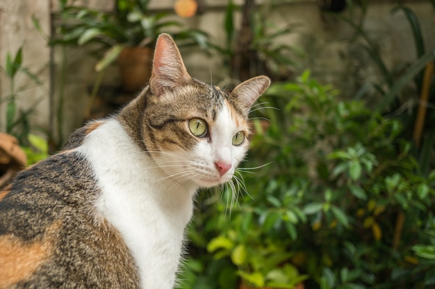 Die Katze im Garten schaut auf.