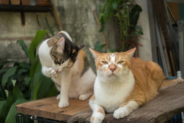 Die Katze im Garten schaut auf.