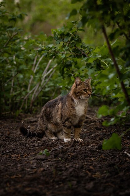 Foto die katze jagt inmitten der unglaublichen tierwelt des grüns