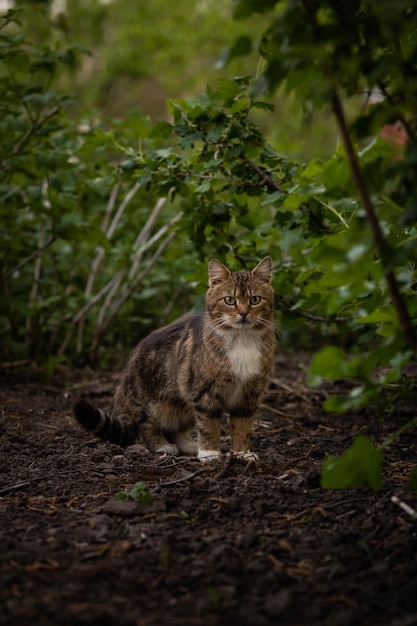 Foto die katze jagt inmitten der unglaublichen tierwelt des grüns
