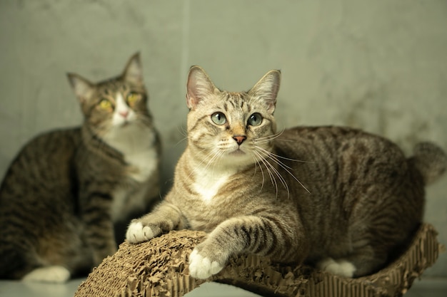 Die Katze kratzt sich vor Glück am Katzennagel.