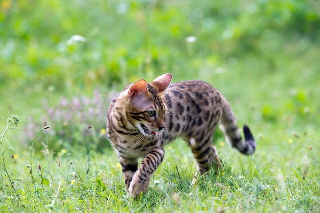 Die Katze läuft auf einem Rasen