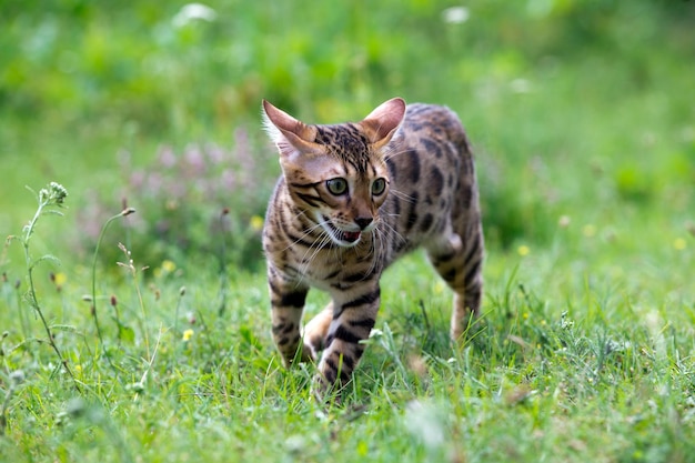 Die Katze läuft auf einem Rasen