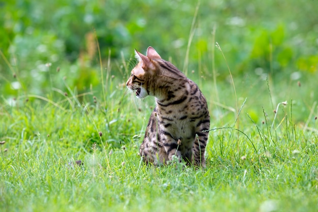 Die Katze läuft auf einem Rasen