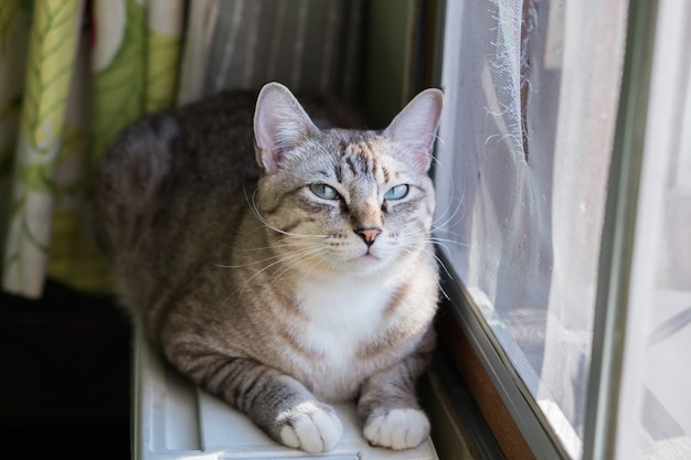 Die Katze lebt am Fenster.