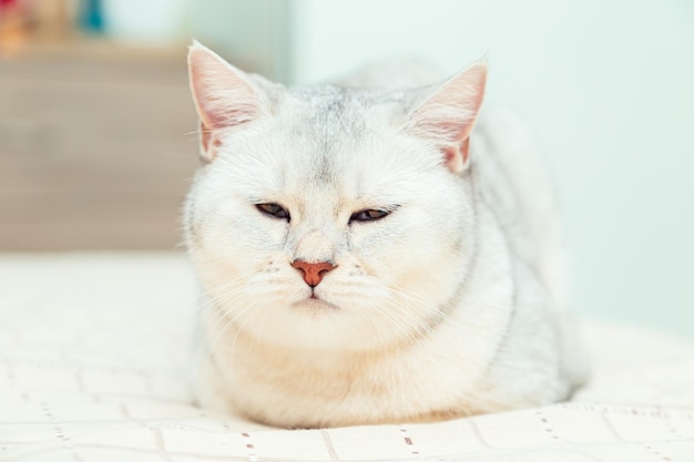 Die Katze liegt auf dem Bett Britische Kurzhaar-Silberkatze in einem Wohngebäude