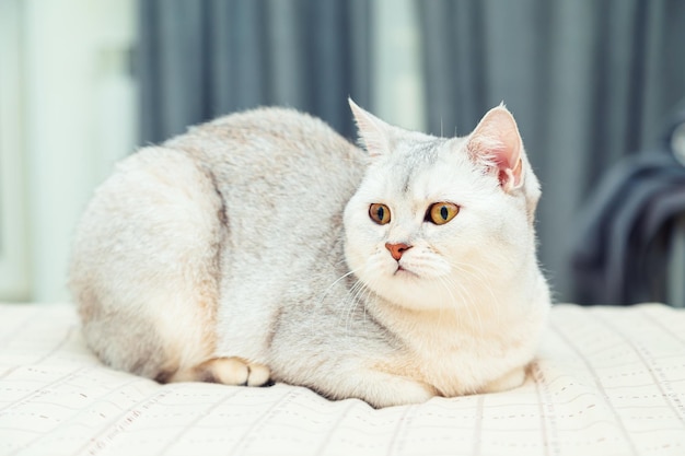 Die Katze liegt auf dem Bett Britische Kurzhaar-Silberkatze in einem Wohngebäude