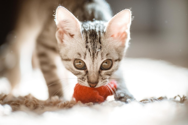 Die Katze liegt auf dem Haus mit schöner Hintergrundfarbe Graue Katze spielt mit einem Spielzeug