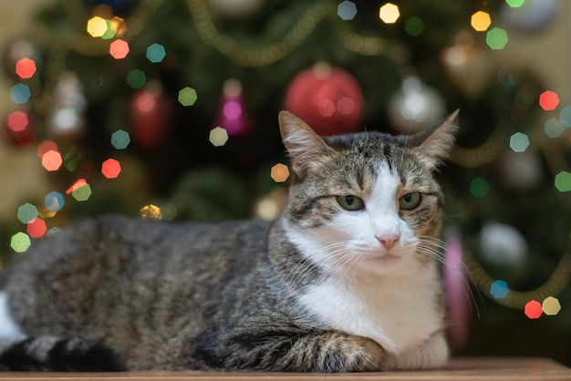 Die Katze liegt auf dem Hintergrund eines mit Spielzeug geschmückten Weihnachtsbaums