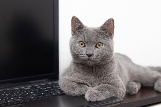 Die Katze liegt auf dem Laptop. Arbeiten an einem Computer. Rasse britisch.