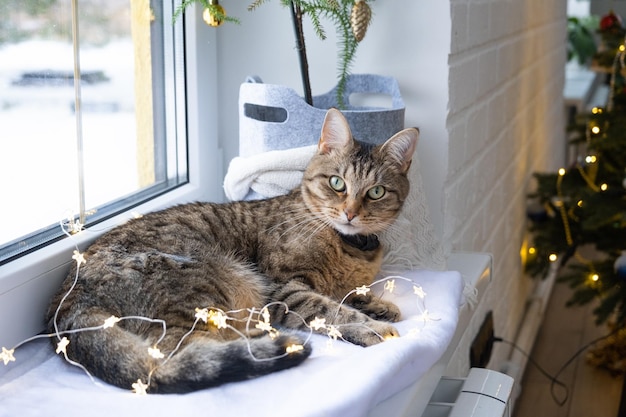 Die Katze liegt auf der Fensterbank in den Lichterketten der Girlande Weihnachten Neujahr Katze Nahaufnahme