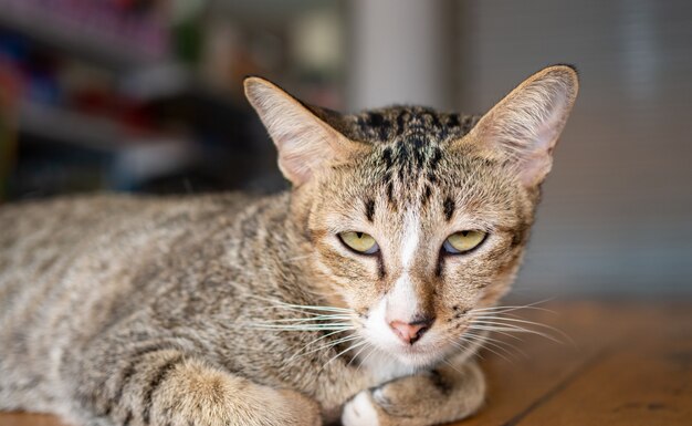 Die Katze liegt auf einem Holzbett