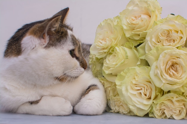 Die Katze liegt in der Nähe eines Straußes heller Rosen.