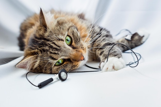 Die Katze liegt mit Musikkopfhörern, das Haustier spielt mit den Drähten.