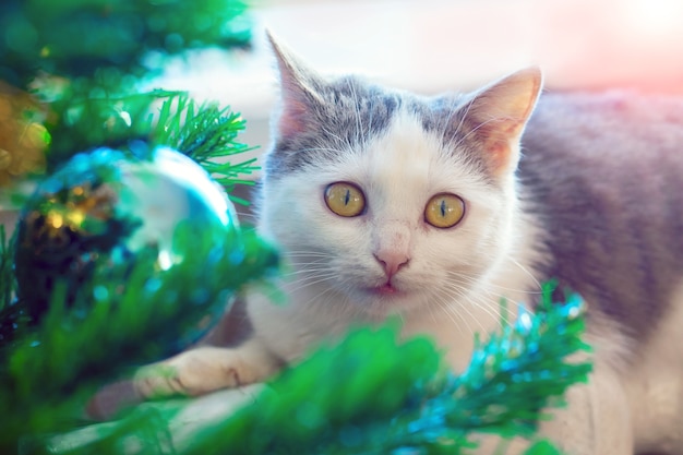 Die Katze neben dem Weihnachtsbaum schaut gespannt nach vorne