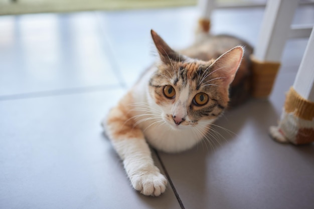 Die Katze saß auf dem Zementboden