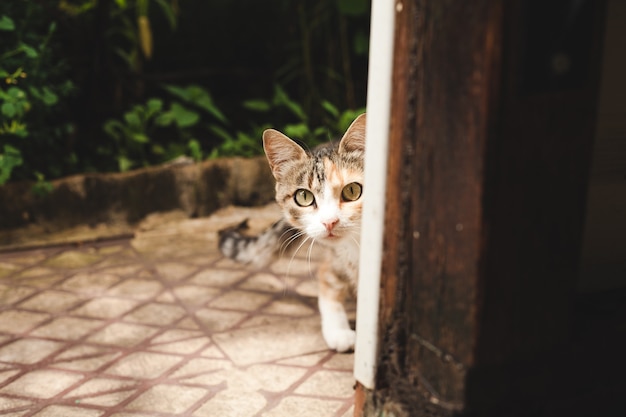 Die Katze schaut aus der Ecke und hat Angst vor der Kamera.