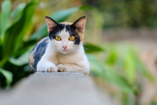 Die Katze schaut in diese Richtung und kopiert den Raum