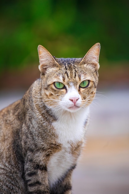 Die Katze schaut zur Seite und sitzt auf einem grünen Rasen Porträt einer flauschigen orangefarbenen Katze mit grünen Augen