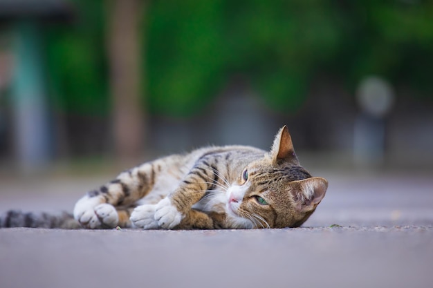 Die Katze schaut zur Seite und sitzt auf einem grünen Rasen Porträt einer flauschigen orangefarbenen Katze mit grünen Augen