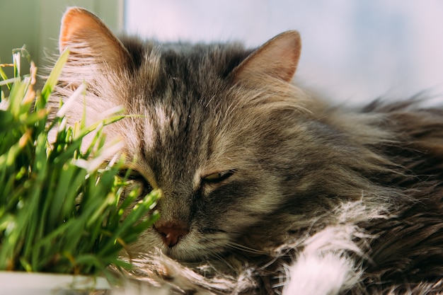 Die Katze schläft am Fenster